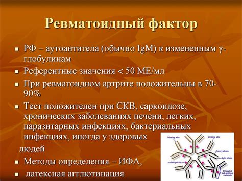 Ревматоидный фактор в крови