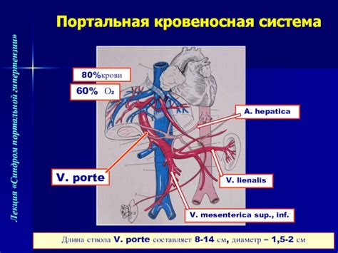 Регулирование кровообращения