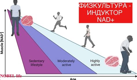 Регулярные физические упражнения – основа успеха