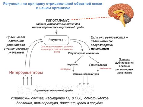 Регуляция активности брыжейки в организме