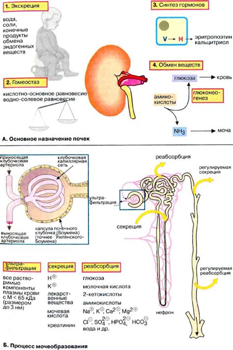 Регуляция кислотно-щелочного баланса