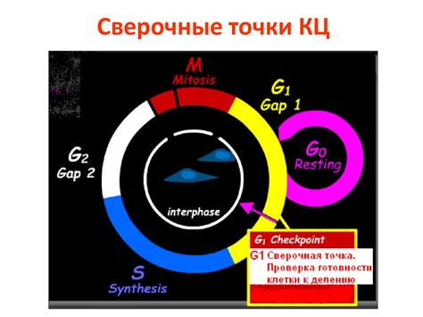 Регуляция клеточного деления