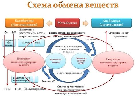 Регуляция обмена веществ и энергии