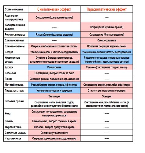 Регуляция парасимпатической системы