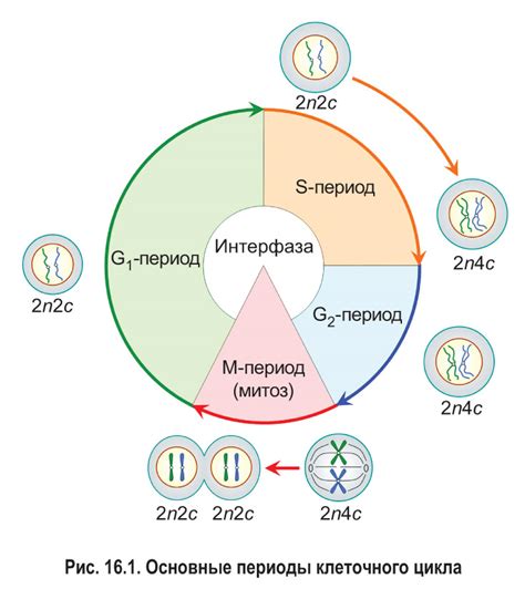 Регуляция процессов в клетках