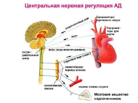 Регуляция сердечно-сосудистой системы