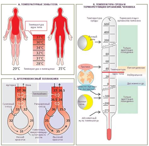 Регуляция температуры в организме