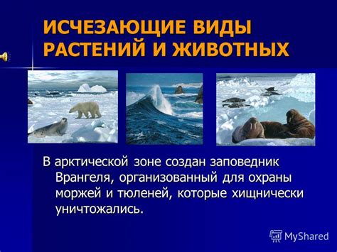 Редкие виды животных в арктической зоне
