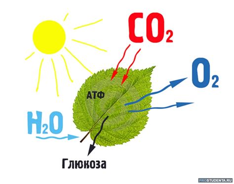 Результат фотосинтеза