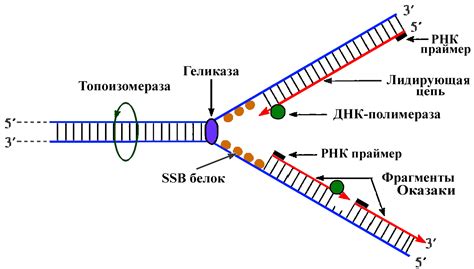 Репликация линейной ДНК