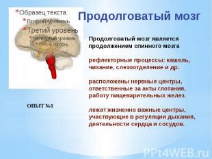 Рефлекторные процессы