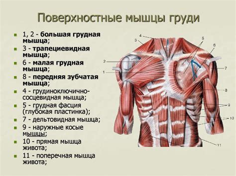 Рождение плеч и туловища