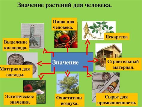 Роль К2О в жизни растений