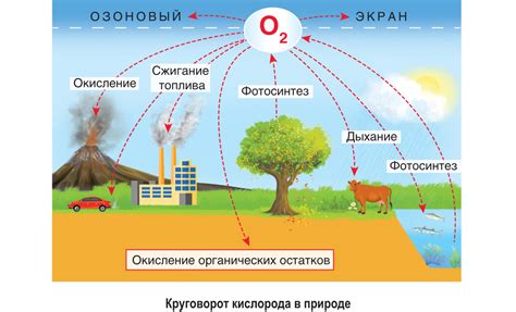 Роль азота и кислорода в природе