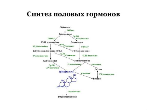 Роль андрогенов