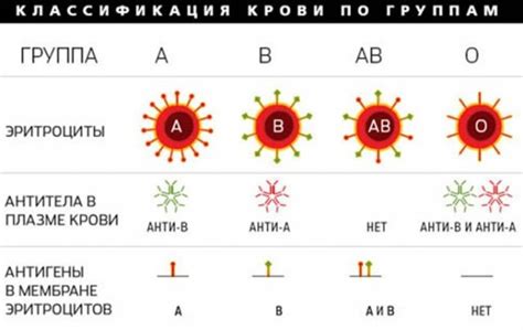 Роль антител в определении группы крови