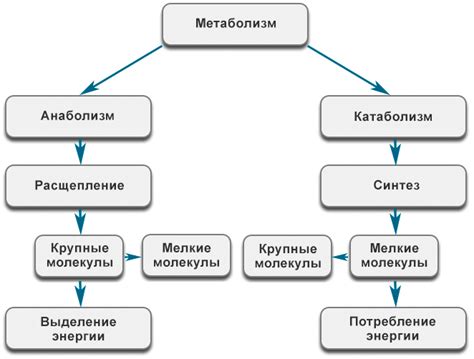 Роль вакуолей в обмене веществ