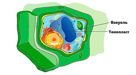 Роль вакуоли в клетке живого организма