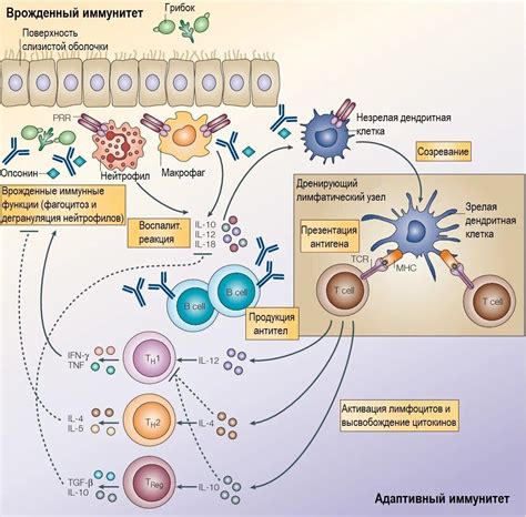 Роль в иммунной системе