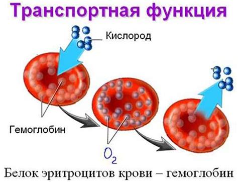 Роль гемоглобина в крови