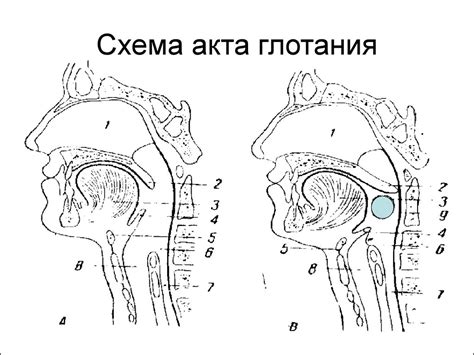 Роль глотания в пищеварении