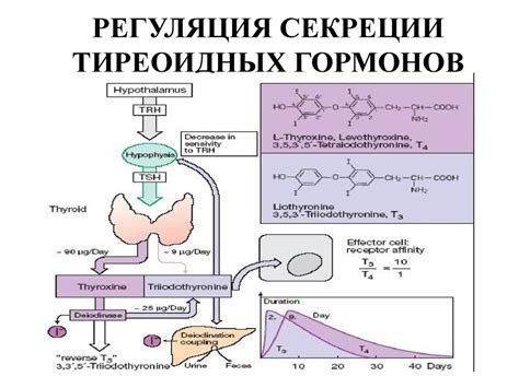 Роль гормонов в регуляции действия направительных тельц