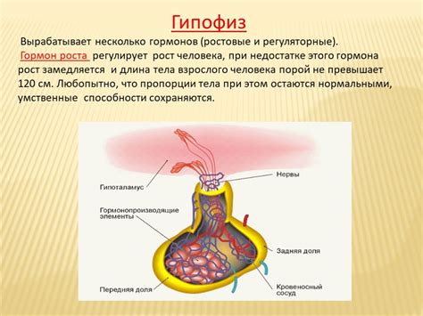 Роль гормонов в функционировании яичника