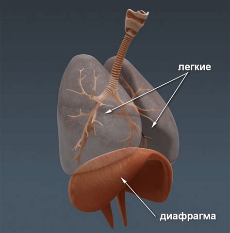 Роль дисковой диафрагмы