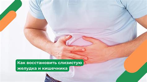 Роль желудка и кишечника