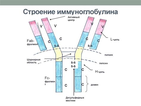 Роль иммуноглобулина G