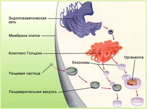 Роль комплекса гольджи в клетке