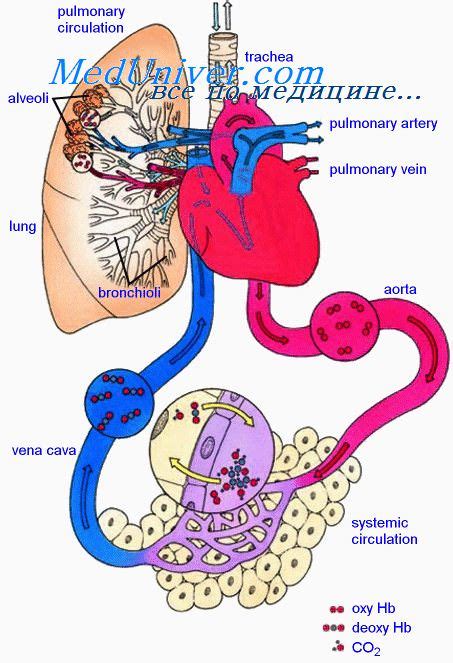 Роль кровеносной системы в функционировании легких