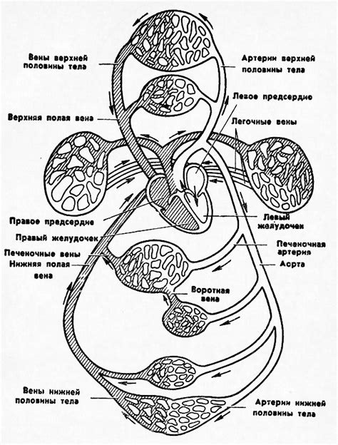 Роль кровообращения