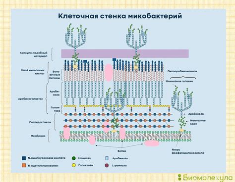 Роль лигнина в клеточной стенке