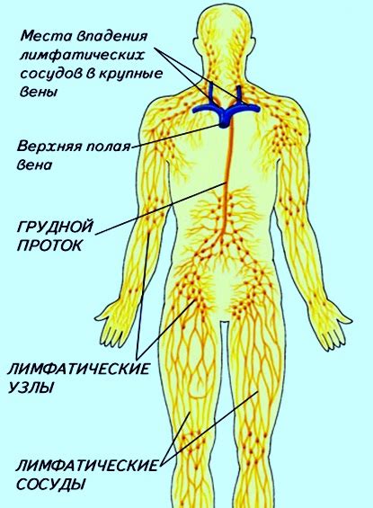 Роль лимфатической системы в ногах