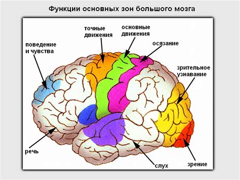 Роль мозга в процессе написания кода