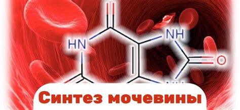 Роль мочевины в организме