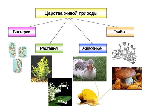 Роль науки в понимании живых организмов