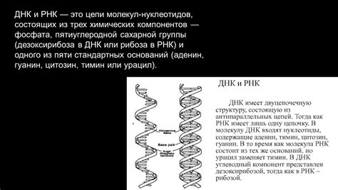 Роль нуклеотидов в формировании молекул