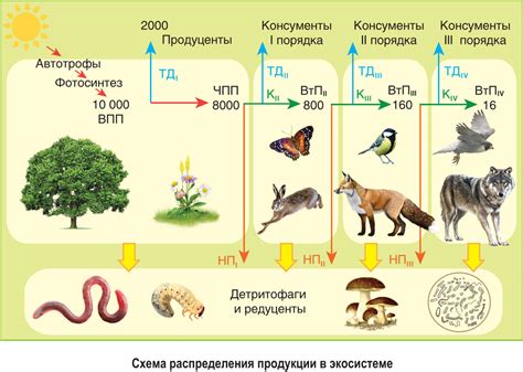 Роль порядка в экосистеме