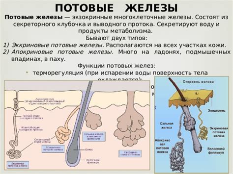 Роль потовых желез