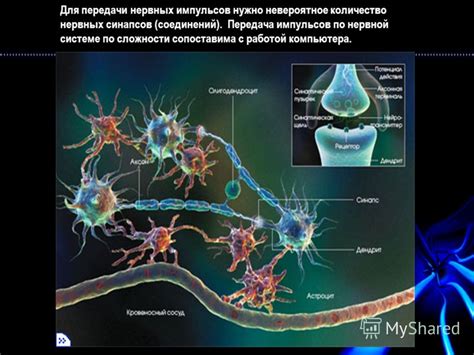 Роль синапсов в нервной системе