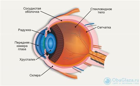Роль склеры в анатомии глаза