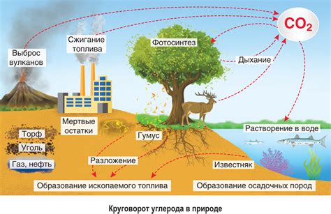 Роль углекислого газа в обмене веществ