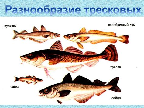 Роль угря в экосистеме океана через биоэлектричество