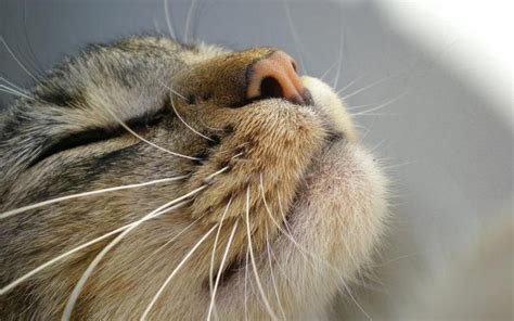 Роль усов у котов