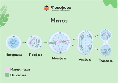 Роль фазы сильного увеличения объема клетки в развитии организмов