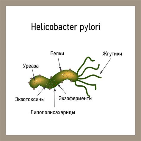 Роль хеликобактер пилори