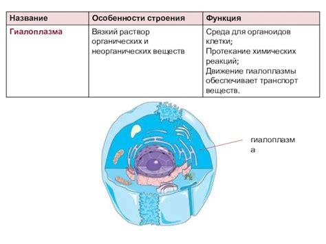 Роль цитоплазмы в клетке