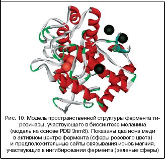 Роль энзима тирозиназы